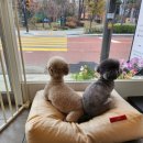 올바름 반려견 뷰티샵 이미지