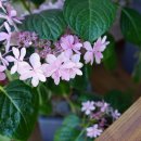 육남매별빛촌 이미지