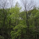 화천 황쏘가리 서식지 이미지