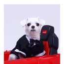 피티스튜디오 이룸 EROOM | 부평사진관 이룸스튜디오｜인천 반려견 동반 촬영 가능한 감성 사진공간 후기