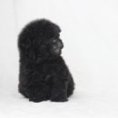 엘리시안퍼피 이미지