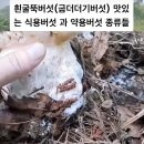 (식용버섯)흰굴뚝버섯+그물버섯+영지버섯 이미지