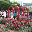 ▲ 5 / 12, (토욜), 성서 이곡동 장미 축제 벙개 ~~ 이미지