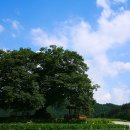 명승 거창 수승대 이미지