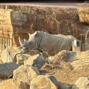 타이거벨리 | 에버랜드 주토피아 동물체험 후기 로스트밸리 · 판다월드 · 타이거밸리 대기시간 &amp; 꿀팁 정리