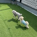 헬로우버디 이미지