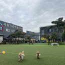 천안동물약국 | [천안 애견카페] ‘멍자네’ 방문기 | 팥죽이와 호두의 즐거운 하루!