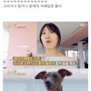 홍대 애견카페 핵인싸.jpgif 이미지