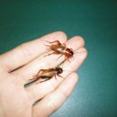 에스비 태양광발전소 이미지