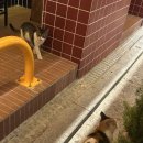 연우푸드 | [상수] ‘클로버케이푸드랩’에서 두쫀쿠 만들기