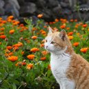 참치향 - 서산시 호수공원9로 76 | 참치향