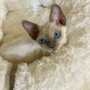 프리미엄캣 이미지