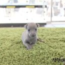 그레이하운드(주) 이미지