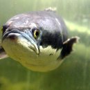 미꾸라지세상 이미지