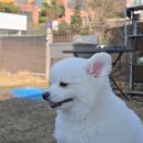 아잉독 애견카페 | 양주 애견운동장 추천 네이처독 애견카페 내돈내산 솔직 후기 (대형 운동장, 반려견 뛰놀기 최고...