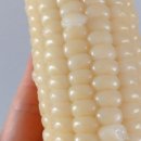 수밀농장 이미지