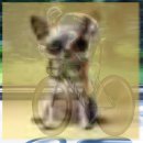 바우와우 | 애견동반 온천 여행 온천 여행 후기 바우와우