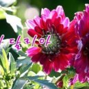 달리아 이미지