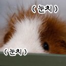 닭에미쳐 이미지