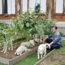 강아지 대통령 이미지