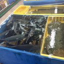 함안활어 이미지