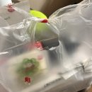 영천고등학교 | 영천 꿉양치킨 후기 🍗 숯불구이 구운치킨 순살구이 양념우동사리 가격 메뉴 다이어터식단 포장 모임 운동