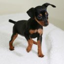 토이켄넬 이미지