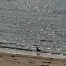 동막자연횟집민박 | 인천 실미도유원지, 캠핑왕초보들의 당일치기 캠핑 ☆실미유원지 이용정보 다 알려드림!