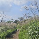 승학약수터 | [부산 승학산 억새🌾] 군락지 최단 코스 완벽 가이드 (부산 일 과학고 주차 꿀팁 &amp; 등산 시간 2시간 30분)