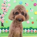 말랑이발소 이미지