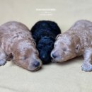 토이 켄넬 이미지