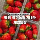 강경농장 | 남양주 딸기체험 [팔당유기농딸기나라] 아이랑 주말 나들이