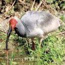 따오기 Nipponia nippon Crested Ibis 이미지