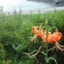 공곶이해변 이미지