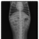 비포유동물병원 이미지