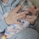 다나바이오 | 강아지 발 보습제, 'BV 매직펫 다나에센스' 사용 후기