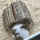 냥냥댕댕 이미지