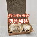 캣플헤븐 AK플라자금정점 | 금정역 고양이카페 캣플헤븐 금정점 솔직후기｜AK플라자 힐링 데이트