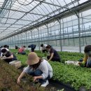 옐로우시티 이미지