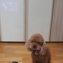 임당천 | 안타누나님 첫 이벤트 당첨후기@안타야 생일 축하해♡