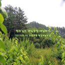 섬진강 고향집 식품 | [일상] 매실농장 매실따기 (2013.06.08, 경남 하동 횡천매실농장)