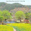 2025 회룡포 봄꽃축제 이미지