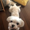 달또롱