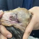 해운대 케이 동물병원 이미지