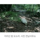 "상서로움의 상징"…지리산서 7년만에 포착된 '희귀 동물' 정체 이미지