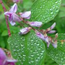 산속의 아침 이미지