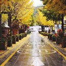 은행나무한의원 이미지