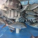 소영횟집 이미지