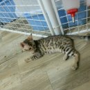 효민님의 뱅갈고양이 이미지