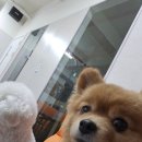 개랑놀아주는남자 이미지